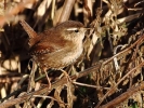 IMG_0188___WREN__CRP.jpg