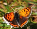 IMG_0301_SMALL_COPPER.JPG