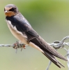 IMG_0354__BARN_SWALLOW_28_JUVI_29__crp.jpg