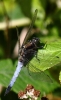 IMG_1649___Black_Tailed_Skimmer.jpg