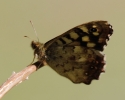 IMG_2629___Speckled_Wood.JPG