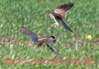 KESTRELS_FIGHTING___04___2017CRP.jpg