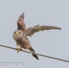 KESTREL_RIVER_BAIN_07___CRP__SEPT__2016__.jpg