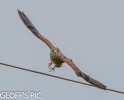 KESTREL_RIVER_BAIN_08__CRP___SEPT__2016__.jpg