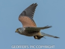KESTREL_____28JUS_GRAABED_HIS_LUNCH_29____02__crp__NOV______2016.jpg