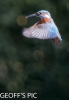 KINGFISHER_29__28_HOVERING_NOT_FLYING_29________28_MALE_29__31_CRP__2016__.jpg