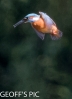 KINGFISHER_29__28_HOVERING_NOT_FLYING_29______crp__28_MALE_29___2016__.jpg