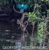 KINGFISHER_FISHING____28_DIVING_29_____10__A___CRP__OCT_2016.jpg
