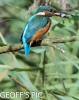 KINGFISHER___28_female_29__18_CRP__2016__.jpg