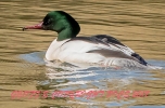 MALE_GOOSANDER___MARCH_20172017____crp.jpg