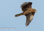 MARSH_HARRIER___02__CRP__2016__-2.jpg