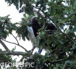 OSPREY___03__28___BEST__BIG_V_BIG_____29__CRP__SEPT_OEX____2016__.jpg