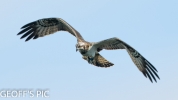OSPREY___07__28___BEST__BIG_V_BIG_____29__CRP__SEPT_OEX____2016__.jpg