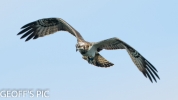 OSPREY___07__28___BEST__BIG_V_BIG_____29__CRP__SEPT_OEX____2016__.jpg