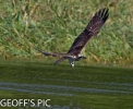 OSPREY___10____CRP__SEPT_____2016__.jpg