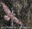 OSPREY____SEPT__CRP_18____2016__.jpg