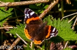RED_ADMIRAL___crp.jpg