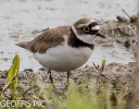 RINGED_PLOVER__03_CP.jpg