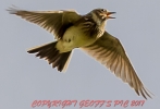 SKYLARK_02____12025___FEB__2017___CRP.jpg