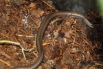 Slow_Worm___IMG_4584_edited-1.jpg