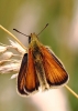 a__Skipper__IMG_4540.jpg