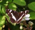 c_IMG_4436_JPG___WHITE_ADMIRAL.jpg