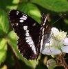 c__IMG_4435_JPG___WHITE_ADMIRAL_edited-1.jpg