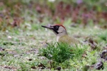 c__IMG_GREEN_WOODPECKER_FEEDING_.jpg