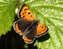 c__SMALL_COPPER.jpg