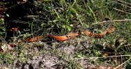 cropJUVENILE_FEMALE_ADDER___IMG_8582.jpg