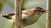 crpIMG_010sedge_warbler_28_POKING_OUT_ITS_TONGUE_29.jpg