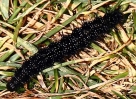 crp_IMG_0138__CATERPILLAR__28__PEACOCK_BUTTERFLY_29.jpg