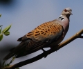 crp_IMG_0276___TURTLE_DOVE.jpg