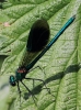 crp_IMG_2351__BANDED_DEMOISELLE_28_MALE_29.jpg