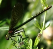 crp__IMG_0033___FEMALE_DEMOISELLE.jpg