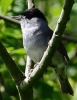 crp__IMG_0063__BLACK_CAP.jpg