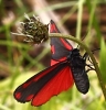 crp__IMG_0112__CINABAR_MOTH.jpg