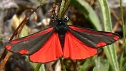 crp__IMG_0122__CINNABAR_MOTH.jpg