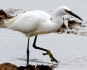 crp__IMG_0157__LITTLE_EGRET_A.jpg