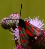 crp__IMG_0169__6_SPOT_BURNET_MOTH.jpg