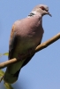 crp__IMG_0242__TURTLE_DOVE.jpg