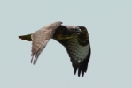 crp__IMG_0794_JPG__COMMON_BUZZARD.jpg