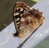 crp__IMG_2377___SPECKELED_WOOD.jpg