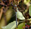 crp__IMG_7789_JPG_HAWKER_DRAGON_FLY.jpg