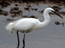 crp___IMG_0180__LITTLE_EGRETT.jpg