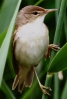 crp___IMG_0272_REED_WARBLER.jpg