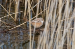 _DSC0759a~0.jpg