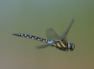 common_hawker.jpg