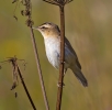 sedge-warbler.jpg