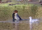 Filename=G-Web.jpg
Filesize=98KiB
Dimensions=640x457
Date added=Jan 29, 2016 G-Web.jpg